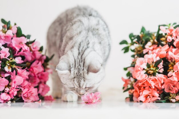 Beautiful cat playing with flower pots