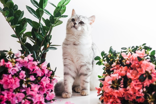 Красивая кошка играет с цветочными горшками