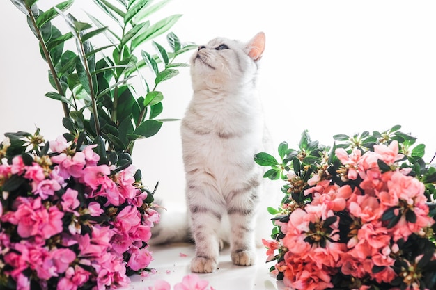 Beautiful cat playing with flower pots