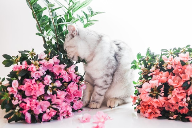 Beautiful cat playing with flower pots