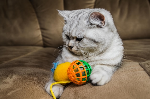 茶色のソファでおもちゃで遊ぶ美しい猫小さな親友のコンセプト