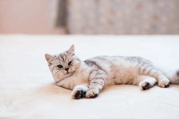 Beautiful cat playing with toys in a collar