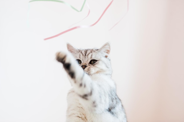 Foto bellissimo gatto che gioca con i giocattoli in un collare