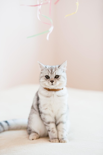 Beautiful cat playing with toys in a collar