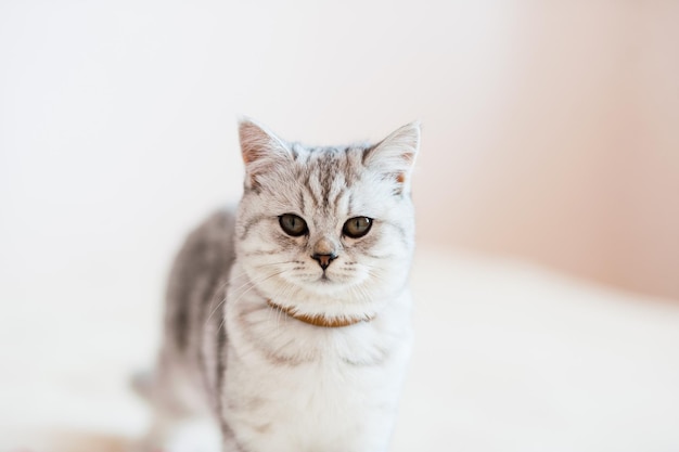 Beautiful cat playing with toys in a collar