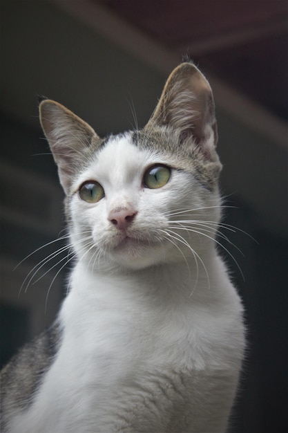 Beautiful cat portrait close up