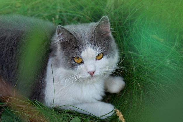 Beautiful cat portrait in green grass in nature Fluffy kitten outdoors in the green grass