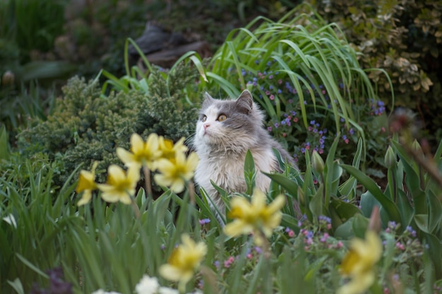 Beautiful  cat portrait with yellow eyes