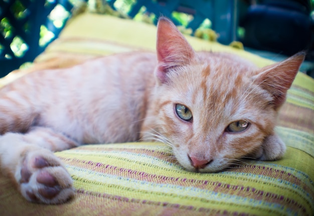 Beautiful cat relaxing on pillow