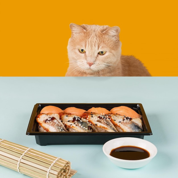 Beautiful cat sadly looks at sushi