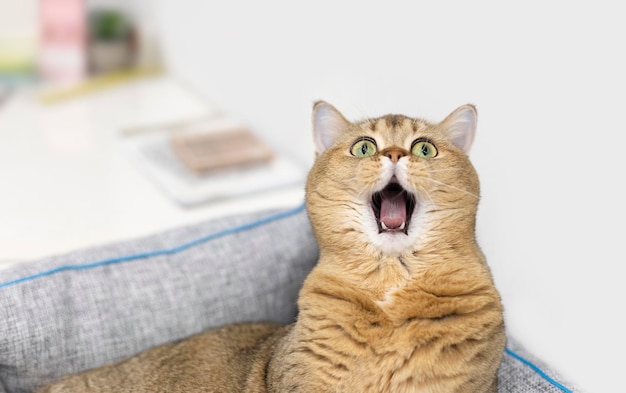 A beautiful cat of the Scottish Straight breed lies in a gray couch and yawns mouth wide open Soft focus