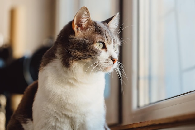 Beautiful cat sits on balcony and looks outside through window Pet is sad Head closeup Theme of animals