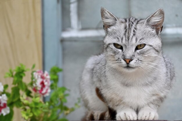 美しい猫が家の庭に座っています