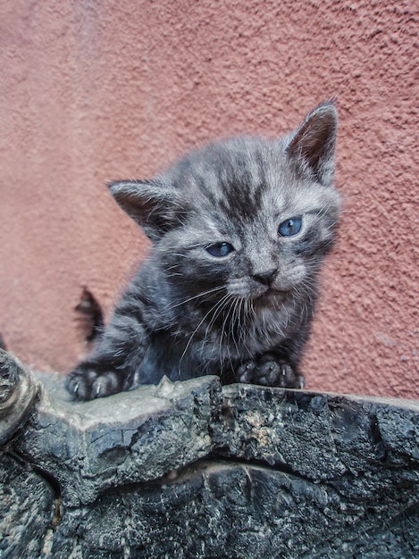 花畑に座っている美しい猫