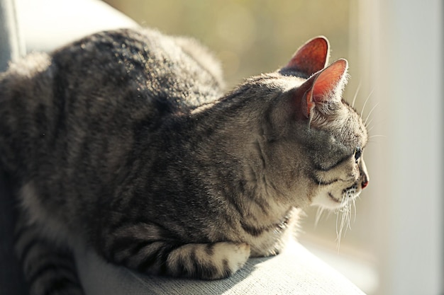 Beautiful cat on sofa closeup