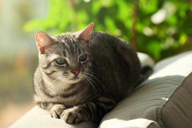 Beautiful cat on sofa closeup