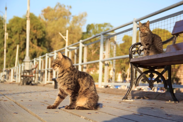 ニコシア、キプロスの通りの美しい猫