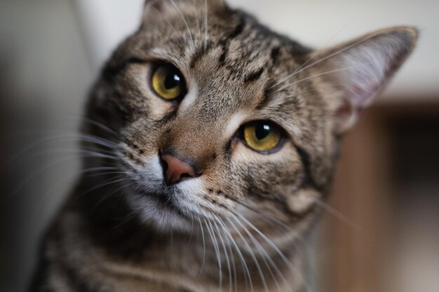 Photo beautiful cat tabby close up face