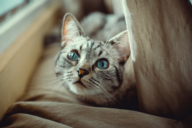 Beautiful cat with blue eyes