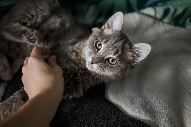 Beautiful cat with bright eyes