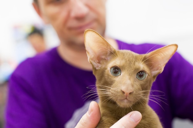 珍しい品種の細長い鼻を持つ美しい猫