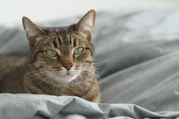 Beautiful cat with green eyes on the bed.