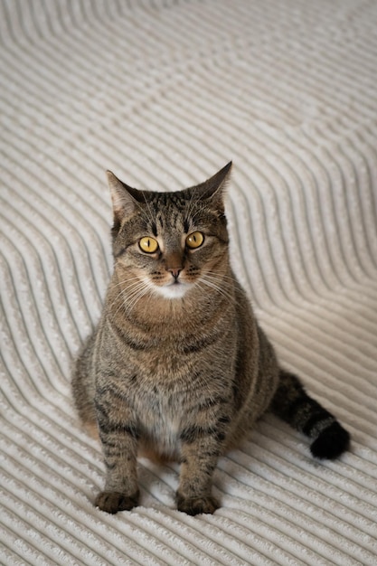 Beautiful cat with yellow eyes is sitting on the bed Vertical portrait