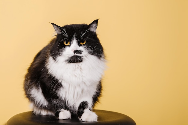 Beautiful cat on yellow background