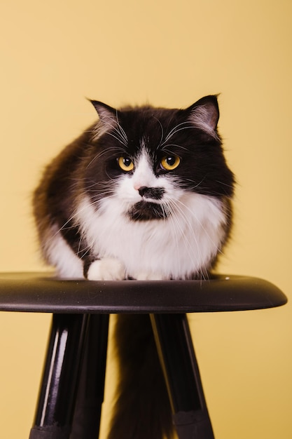 Beautiful cat on yellow background