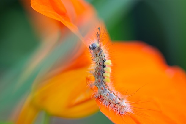 花の生物多様性と種の保全に関する美しい毛虫Callitearapudibunda