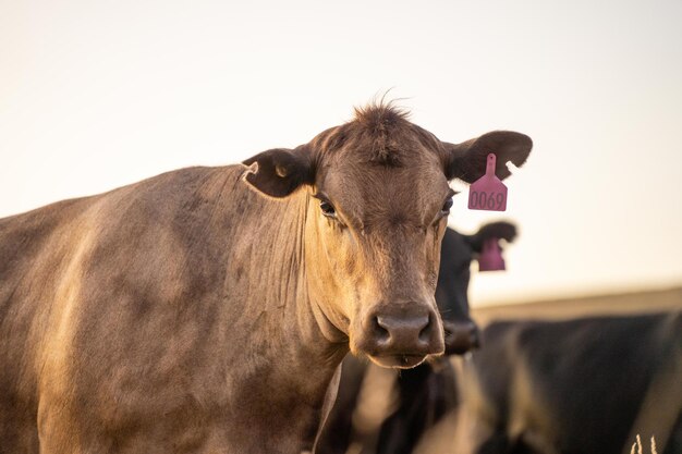 Красивый крупный рогатый скот в Австралии ест траву пасение на пастбище стадо коров свободного выпаса говядины регенеративно выращивается на сельскохозяйственной ферме устойчивое выращивание продовольственных культур Корова в поле