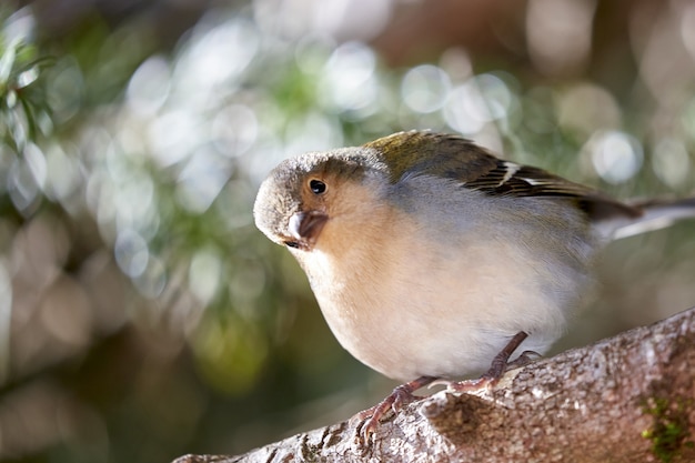 マデイラポルトガルの美しいズアオアトリ鳥