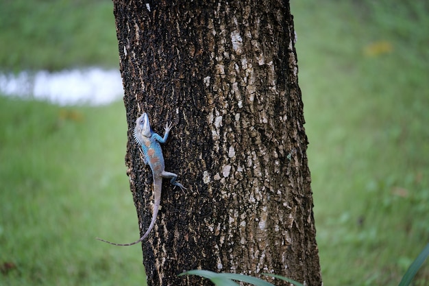 Photo beautiful chameleon clutch tree