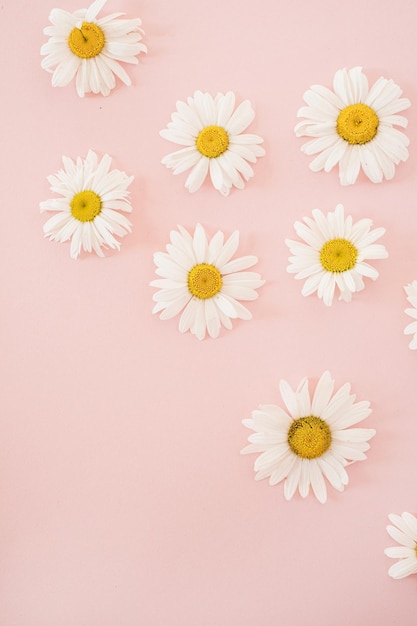 Premium Photo | Beautiful chamomile daisy flower on neutral pink background