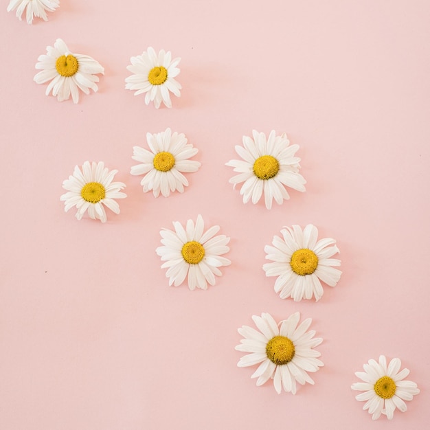 Beautiful chamomile daisy flower on neutral pink background