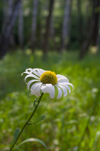 Beautiful chamomile flower with green meadow as a surface