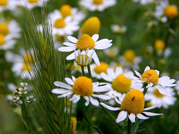 Foto bellissimi fiori di camomilla su campo verde