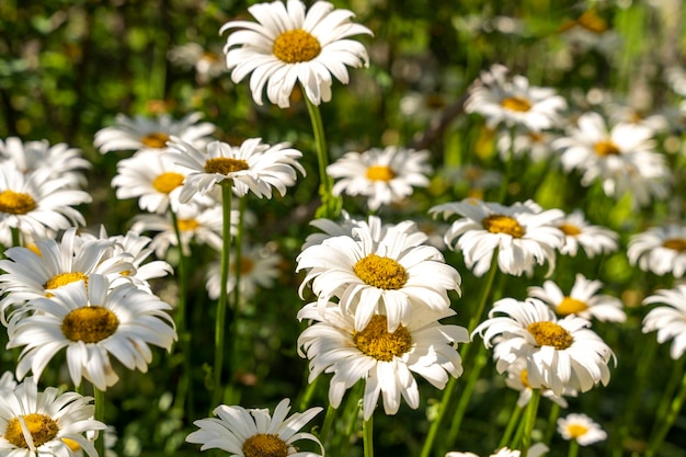 Beautiful chamomile flowers on a green meadow in the middle of summer