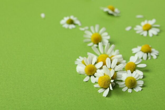 Beautiful chamomile flowers on green, space for text