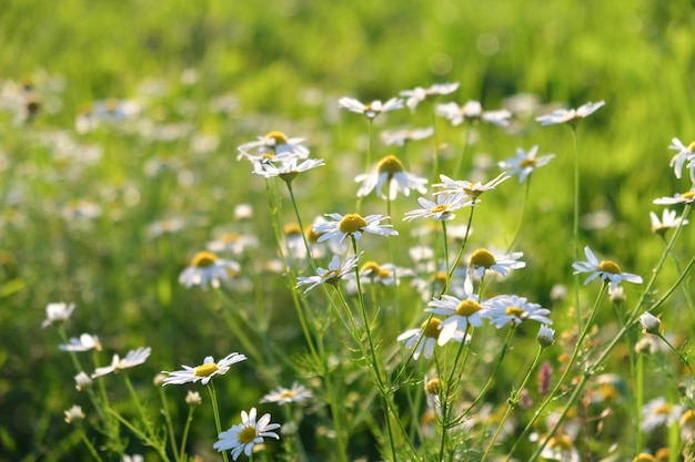 写真 草原の美しいカモミールの花春または夏の自然シーン ソフト フォーカス