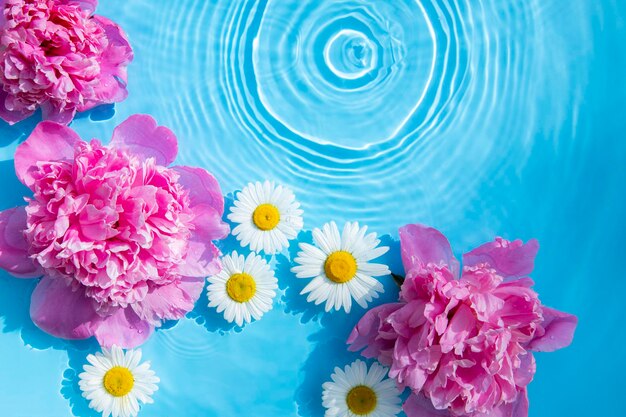 Beautiful chamomile flowers and peonies floating on the water on a blue background Top view flat lay