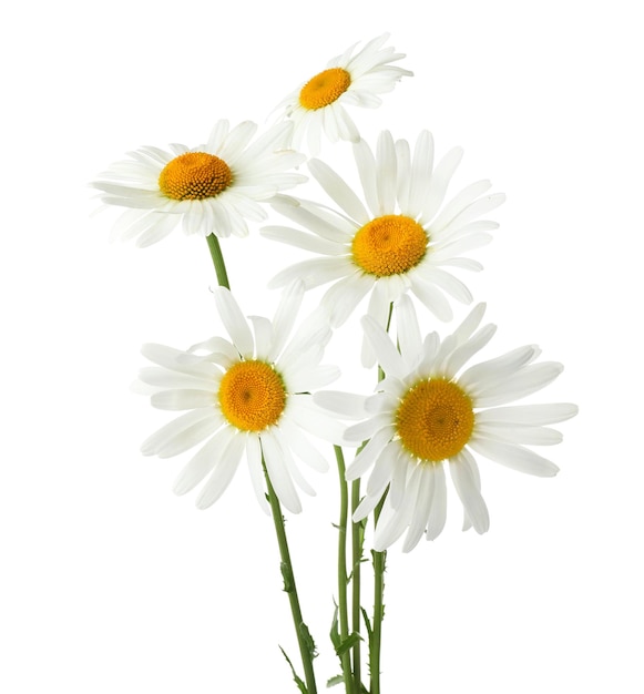 Beautiful chamomile flowers on white background