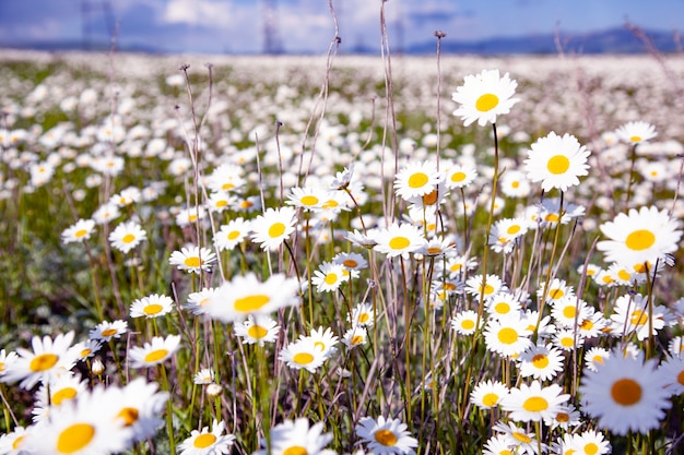 Beautiful chamomile in the nature