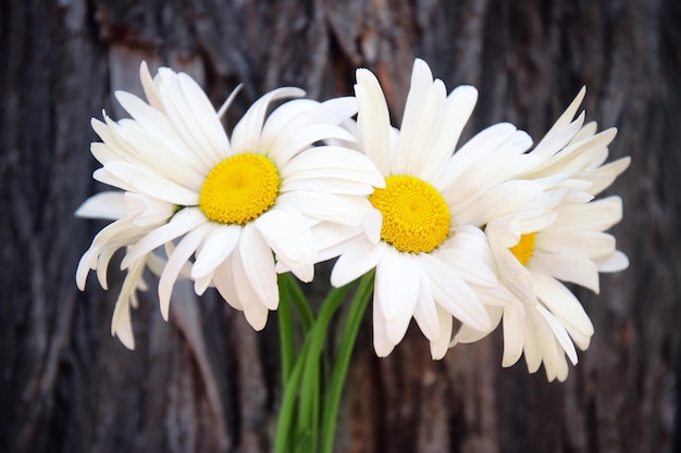 Beautiful chamomiles on blurred wooden background closeup