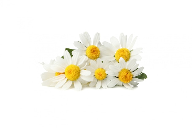 Photo beautiful chamomiles isolated on white. flowers