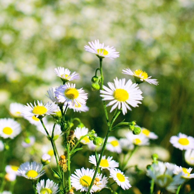 Beautiful chamomiles on a summer meadow