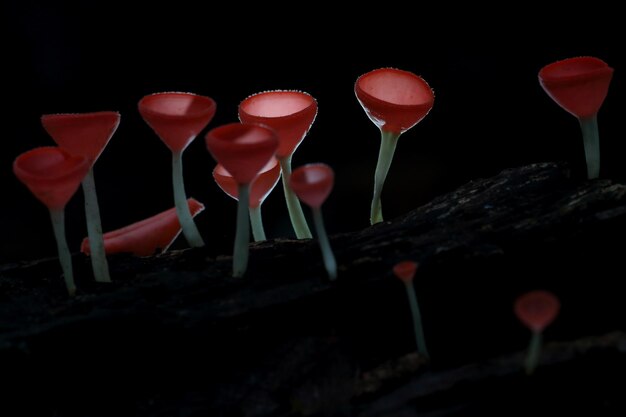 Beautiful Champagne mushroom in the rainforest..