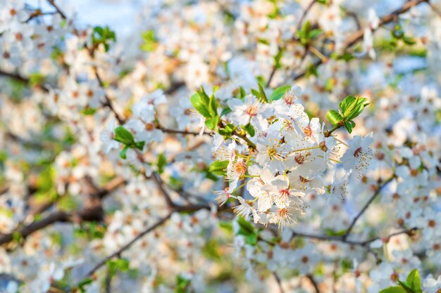 春の季節に美しい桜の咲く木をクローズアップ
