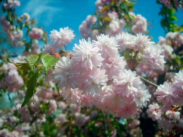 Красивая фотография ветки цветущей сакуры