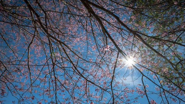 Beautiful Cherry blossom flower in blooming with branch on blue sky for spring season